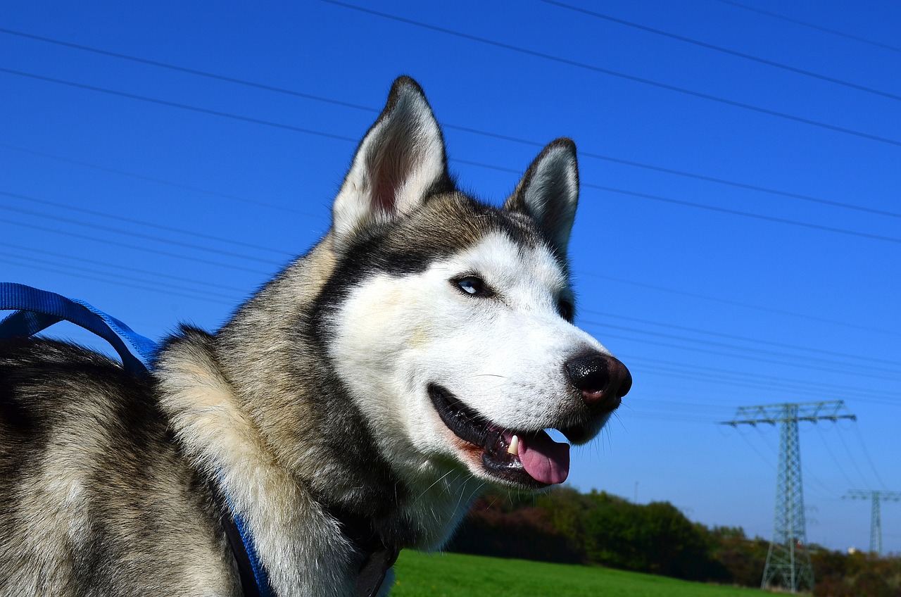 The Characteristics of the Siberian Husky - Fun and Energy